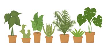 Ev bitkileri koleksiyonu. Dekoratif ev bitkileri. beyaz arkaplanda izole.