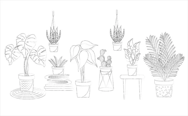ホーム植物コレクションセット 装飾的な観葉植物 白を基調とした黒と白のベクトルイラスト 落書きイラスト — ストックベクタ