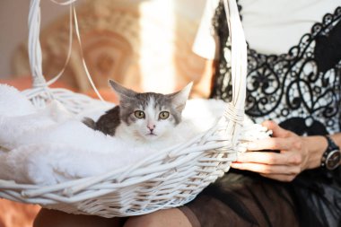 Hayvan barınağındaki güzel kedi.