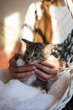 Hayvan barınağındaki güzel kedi.