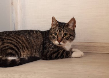 Hayvan barınağındaki güzel kedi.