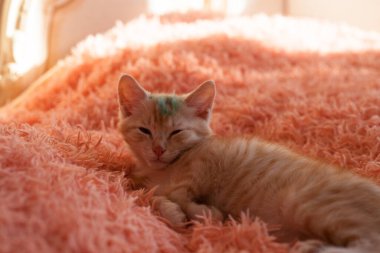 Hayvan barınağındaki güzel kedi.