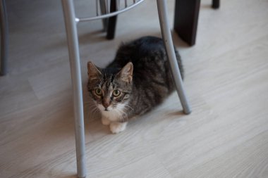 Hayvan barınağındaki güzel kedi.