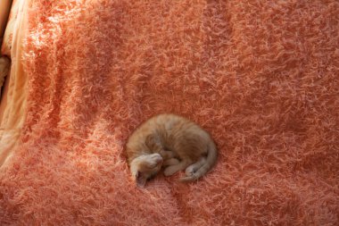 Hayvan barınağındaki güzel kedi.