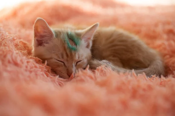 Pretty Cat Animal Shelter — Stock Photo, Image