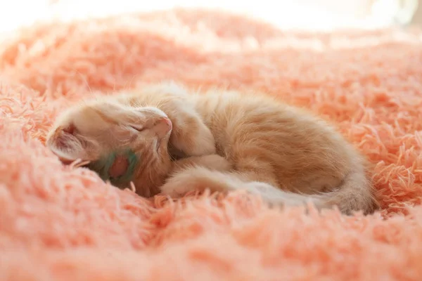 Pretty Cat Animal Shelter — Stock Photo, Image