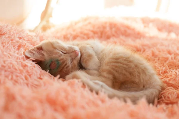 Ładny Kot Schronisku Dla Zwierząt — Zdjęcie stockowe