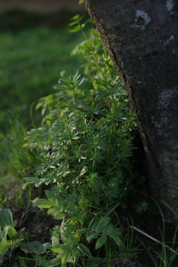 Ağacın altındaki bitki.