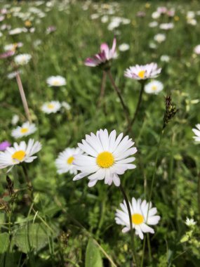 Bir açıklıkta çiçekler, ilkbahar, gün, doğa