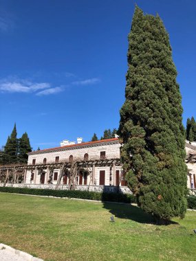 vila sütçüsü, park, crna gora, mongro, ilkbahar başı