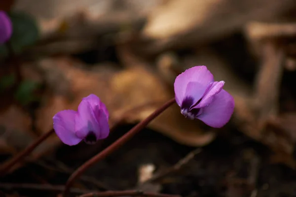 Purpurowy Kwiat Krokusa Tle Brązowych Liści — Zdjęcie stockowe