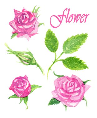 Parlak pembe suluboya güller..