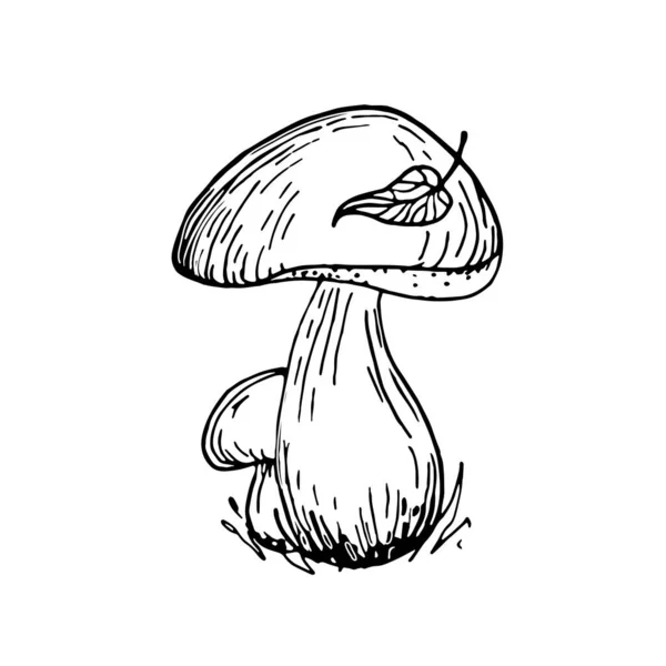 Funghi di Cep, illustrazione dello scarabocchio di autunno. Bella illustrazione disegno a mano. — Vettoriale Stock