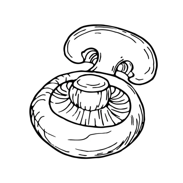 Funghi Champignons, illustrazione scarabocchio autunnale. Bella illustrazione disegno a mano. — Vettoriale Stock
