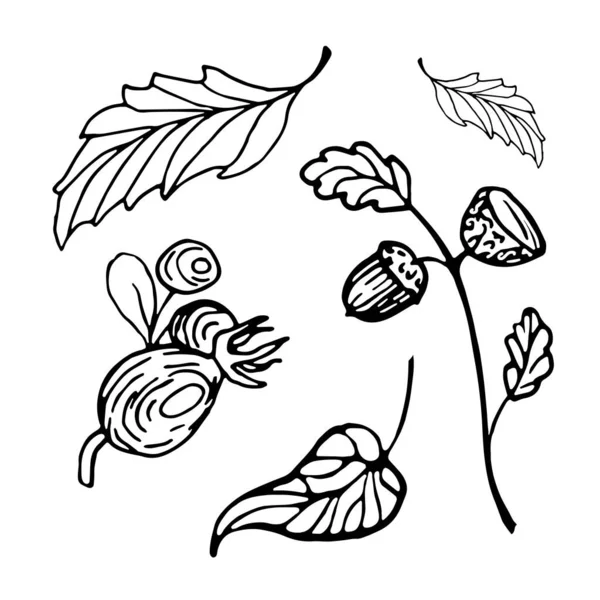 Autumn set doodles ditarik tangan. Daun musim gugur, buah pohon ek pada ranting, pinggul mawar. - Stok Vektor