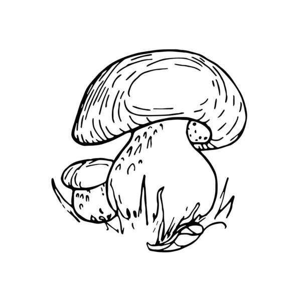 Funghi porcini, illustrazione scarabocchio autunnale. Bella illustrazione disegno a mano. — Vettoriale Stock
