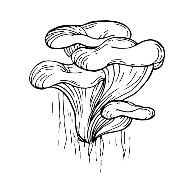 Funghi ostrica, illustrazione scarabocchio autunnale. Bella illustrazione disegno a mano. — Vettoriale Stock