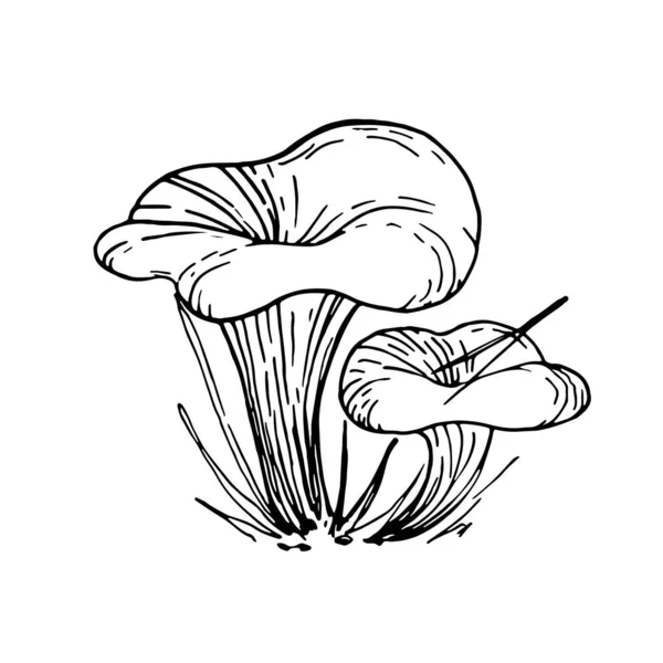 Funghi di berretto di latte di zafferano, illustrazione di scarabocchio di autunno. Bella illustrazione disegno a mano. — Vettoriale Stock
