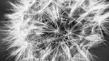 Karahindiba makro fotoğraf siyah ve beyaz ruh halinde