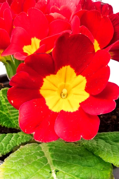 Prímulas de primavera vermelhas flores, primula polyanthus em branco — Fotografia de Stock