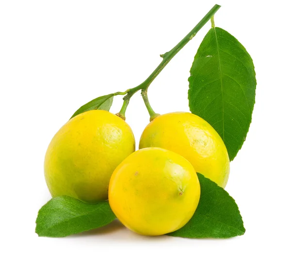 Tres limones sobre el fondo blanco aislados — Foto de Stock