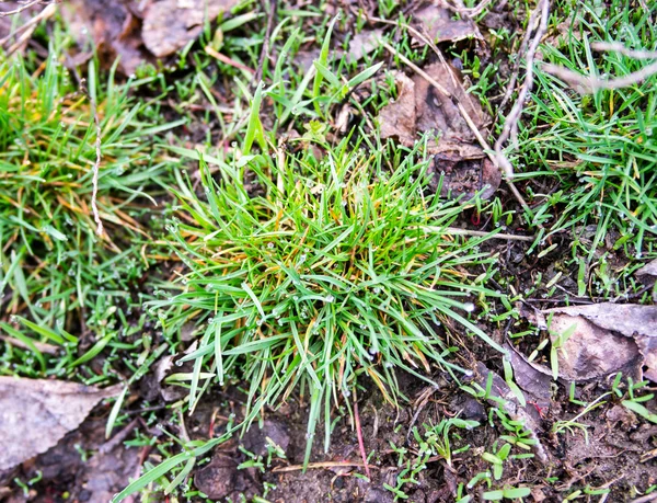 Soft image of beautiful fresh first spring grass — Stock Photo, Image