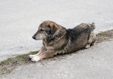 Evsiz köpek asfalt arka plan üzerinde sokak