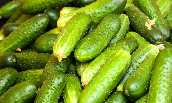 Taze yeşil salatalık toplama üzerinde pazara makro açık — Stok fotoğraf