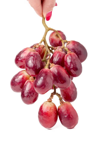 Grupo de uvas vermelhas em uma mão sobre fundo branco — Fotografia de Stock