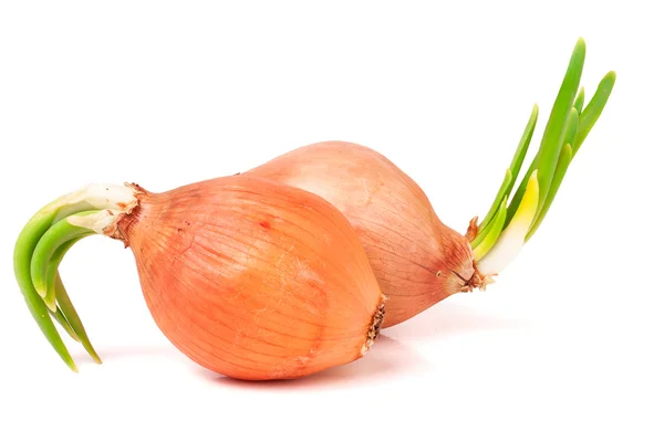 Cebollas germinadas aisladas sobre fondo blanco — Foto de Stock