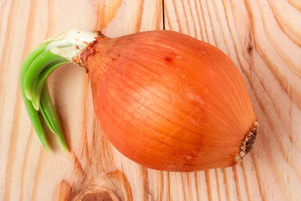 Gekeimte Frühlingszwiebeln auf Holzboden gelegt — Stockfoto