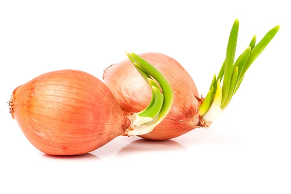 Cebollas germinadas aisladas sobre fondo blanco —  Fotos de Stock