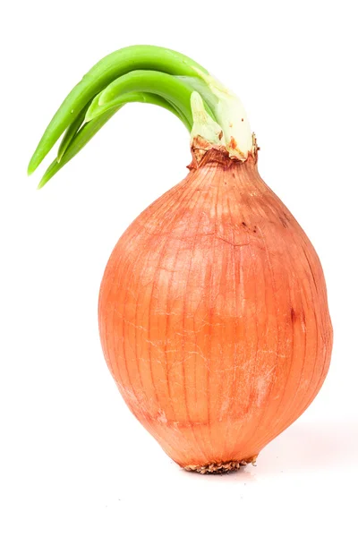 Sprouted onions isolated on white background Stock Photo