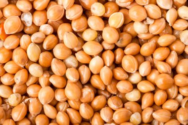 darı için papağan arka plan makro yakın çekim