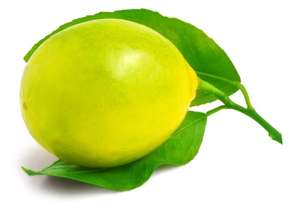 En citron isolerad på vit — Stockfoto