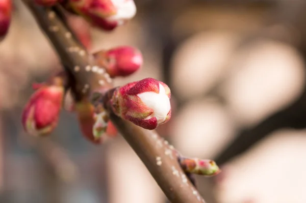 Swollen bud apricot tree close up macro — Stock Photo, Image