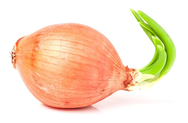 Sprouted onions isolated on white background Stock Image
