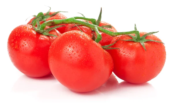 Zweig von Tomaten isoliert auf weiß — Stockfoto