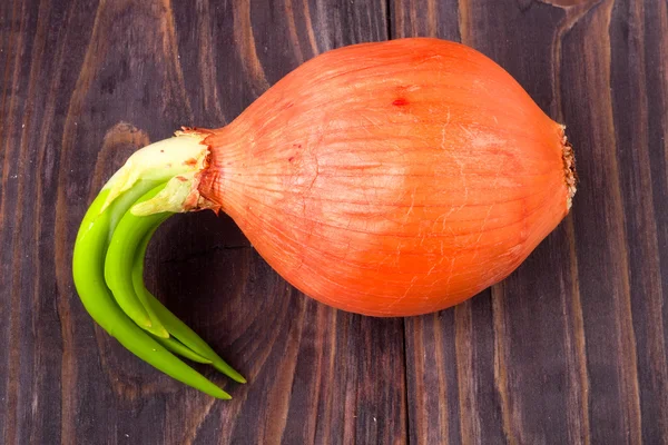 Cebollas germinadas aisladas sobre fondo de madera — Foto de Stock