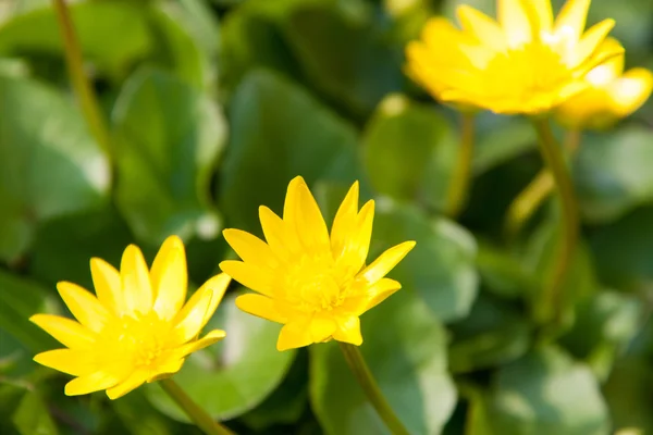 Ficverna flores amarelas da primavera como fundo — Fotografia de Stock