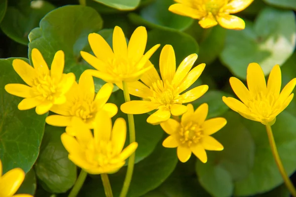 Ficaria verna yellow spring flowers as a background — Stock Photo, Image