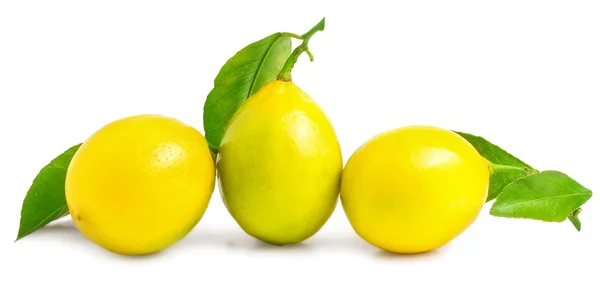 Tres limones sobre un fondo blanco — Foto de Stock