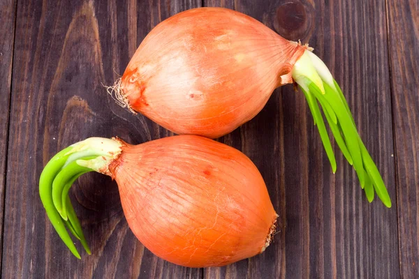 Cebollas germinadas aisladas sobre fondo de madera — Foto de Stock