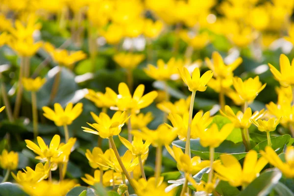 Ficaria verna flores amarillas de primavera como fondo — Foto de Stock
