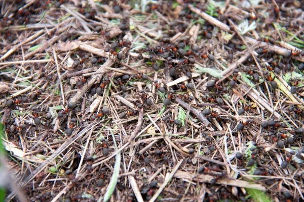 Ant hill as a background close-up macro in field — Stock Photo, Image