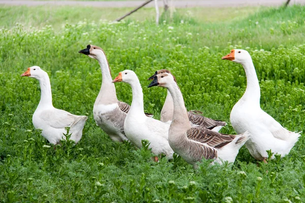 村の緑の芝生の上で放牧雁の群れ — ストック写真