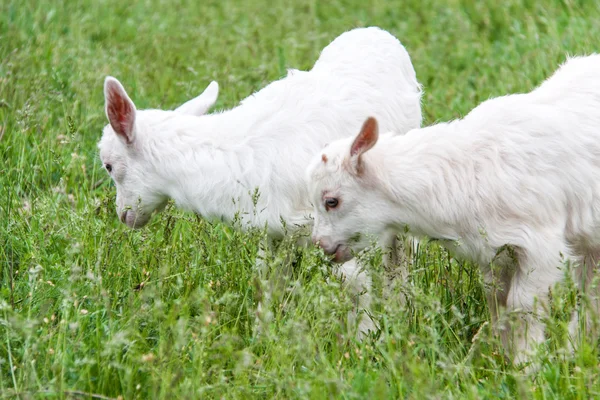 Ziegen grasen auf Gras im Dorf — Stockfoto