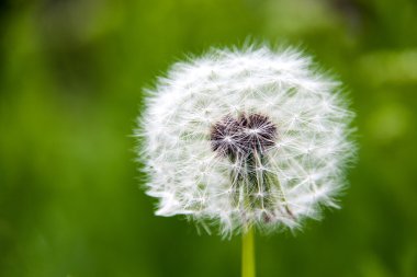 karahindiba makro yakın çekim yeşil bir arka plan üzerinde