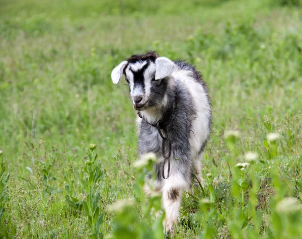 Goatling jsou pasoucí se na trávě v obci — Stock fotografie