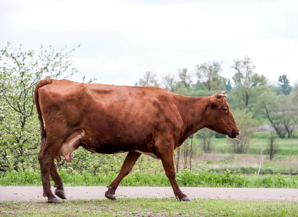 草地からの道に沿って歩く牛 — ストック写真